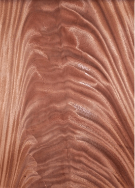 PALMA DE CAOBA